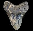 Bargain, Megalodon Tooth - North Carolina #77543-1